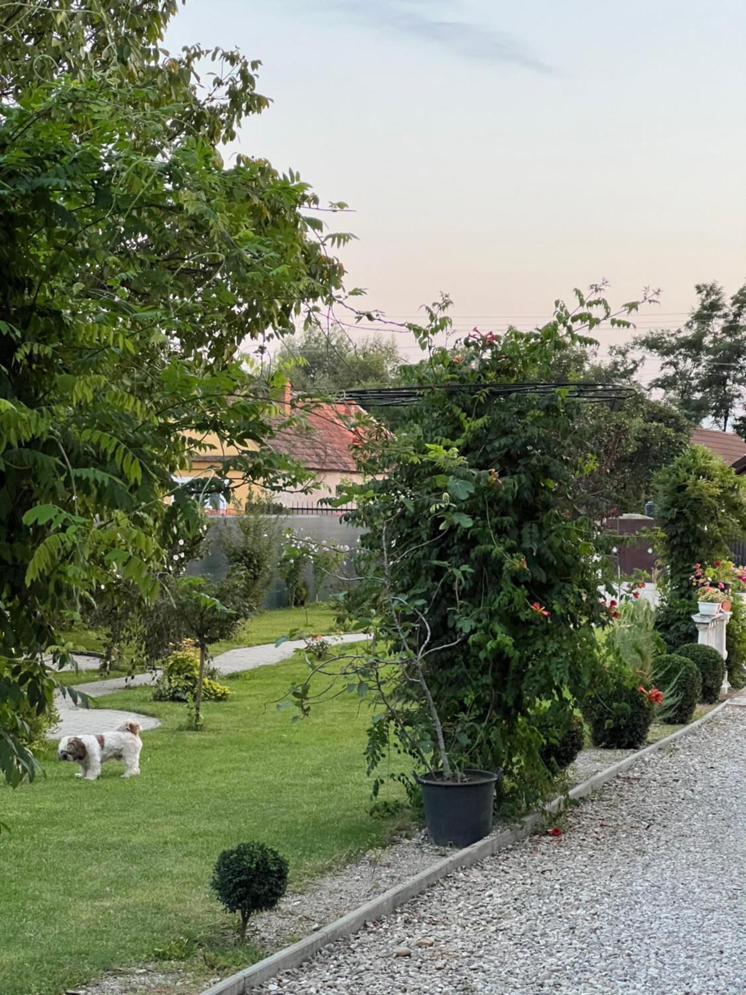 Pensiunea Baroc Dobirlau Exterior foto